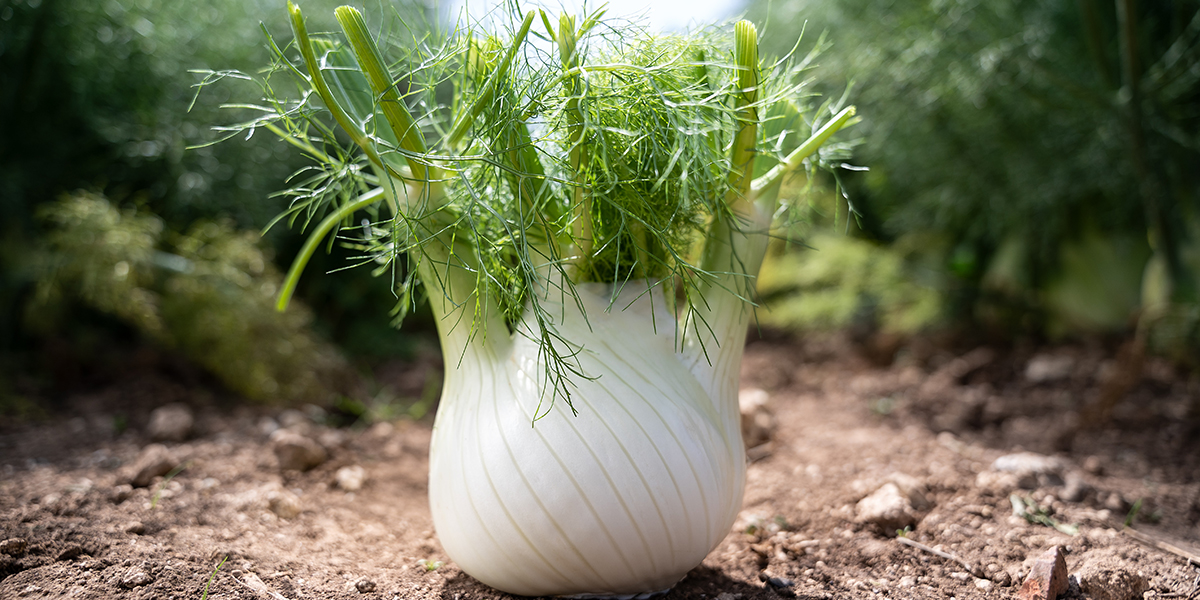 BayerCropScience incontra i produttori Sardi: focus sul finocchio